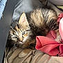 Sassie is registered to the contest to win money with this photo: kitten, cat, feline, fur, sleepy, cozy, blanket, pink_cloth, soft_fabric, pet, cute, animal, whiskers, paw, resting, indoor, closeup, young, tabby, striped