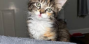 Sassie is registered to the contest to win money with this photo: kitten, cat, pet, fur, curious, indoor, blanket, texture, cute, animal, feline, whiskers, ears, green_eyes, soft_light, domestic, young, portrait, fluffy, head_tilt