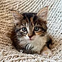Sassie is registered to the contest to win money with this photo: kitten, cat, pet, feline, fluffy, cute, animal, whiskers, ears, eyes, fur, young, indoor, cozy, blanket, texture, portrait, resting, soft, domestic