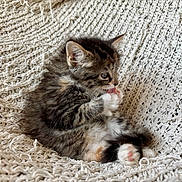 Sassie is registered to the contest to win money with this photo: kitten, cat, tabby, paw, licking, furry, cute, pet, animal, small, fluffy, sitting, cozy, blanket, knitted, texture, pink_paw_pads, indoor, resting, young