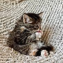 kitten, cat, tabby, paw, licking, furry, cute, pet, animal, small, fluffy, sitting, cozy, blanket, knitted, texture, pink_paw_pads, indoor, resting, young