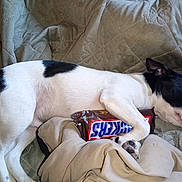 Teddy joined the competition — help win amazing prizes! dog, black_and_white, sleeping, lying_down, pet, animal, couch, blanket, quilt, cushion, kitkat, candy_bar, snack, indoors, relaxed, paws, floppy_ears, short_hair, cozy, nap