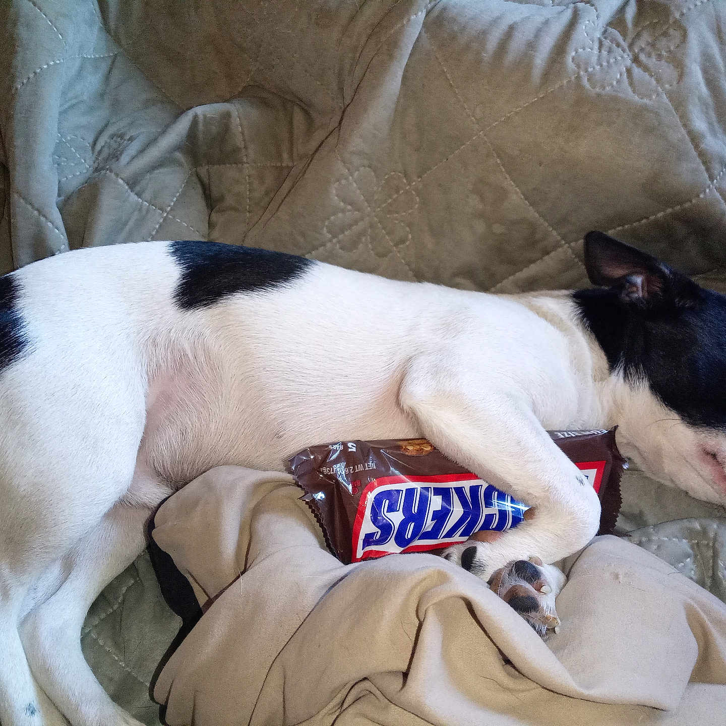 Teddy joined the competition — help win amazing prizes! dog, black_and_white, sleeping, lying_down, pet, animal, couch, blanket, quilt, cushion, kitkat, candy_bar, snack, indoors, relaxed, paws, floppy_ears, short_hair, cozy, nap