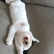 Athénor a rejoint le concours — aidez-le/la à gagner de superbes lots ! kitten, cat, white_cat, sleeping, stretching, paw, fur, pet, animal, indoor, couch, leather, gray, cozy, relaxing, adorable, cute, domestic_cat, feline, resting