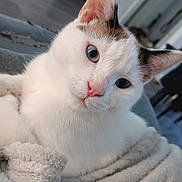 Athénor participe au concours pour gagner de l'argent avec cette photo : animal, blanket, cat, close_up, comfort, cozy, cute, domestic_cat, ears, eyes, feline, fur, indoor, pet, pink_nose, portrait, relaxed, soft_texture, whiskers, white_cat