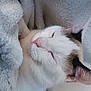 Athénor participe au concours pour gagner de l'argent avec cette photo : animal, blanket, cat, close_up, comfort, cozy, cute, ears, feline, fur, indoor, pet, pink_nose, relaxed, resting, sleeping, snuggled, soft, whiskers, white
