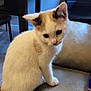 Athénor participe au concours pour gagner de l'argent avec cette photo : kitten, cat, white_fur, beige_fur, indoor, furniture, table, chair, floor, pet, cute, animal, whiskers, ears, sitting, looking_down, domestic, young, soft_fur, curious