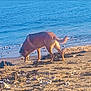 dog, beach, sand, water, ocean, sunlight, animal, outdoor, nature, waves, sniffing, canine, shore, daytime, coast, pet, brown_dog, wildlife, relaxation, scenic