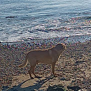 Bali participe au concours pour gagner de l'argent avec cette photo : dog, beach, ocean, water, rocks, stick, canine, animal, outdoor, nature, sunlight, sand, pet, standing, shoreline, sea, daytime, mammal, vacation, playful
