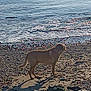 dog, beach, ocean, water, rocks, stick, canine, animal, outdoor, nature, sunlight, sand, pet, standing, shoreline, sea, daytime, mammal, vacation, playful