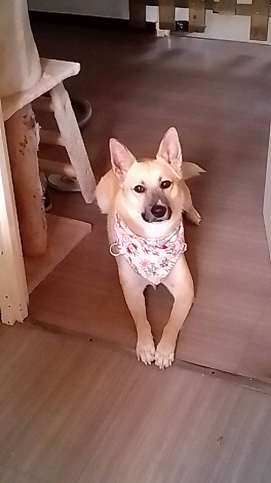 Wolf participe au concours pour gagner de l'argent avec cette photo : carnivore, companion_dog, dog, dog_breed, dog_clothes, dog_supply, ear, fawn, floor, flooring, head, human_body, mammal, pink, snout, sporting_group, toy_dog, whiskers, wood, working_animal