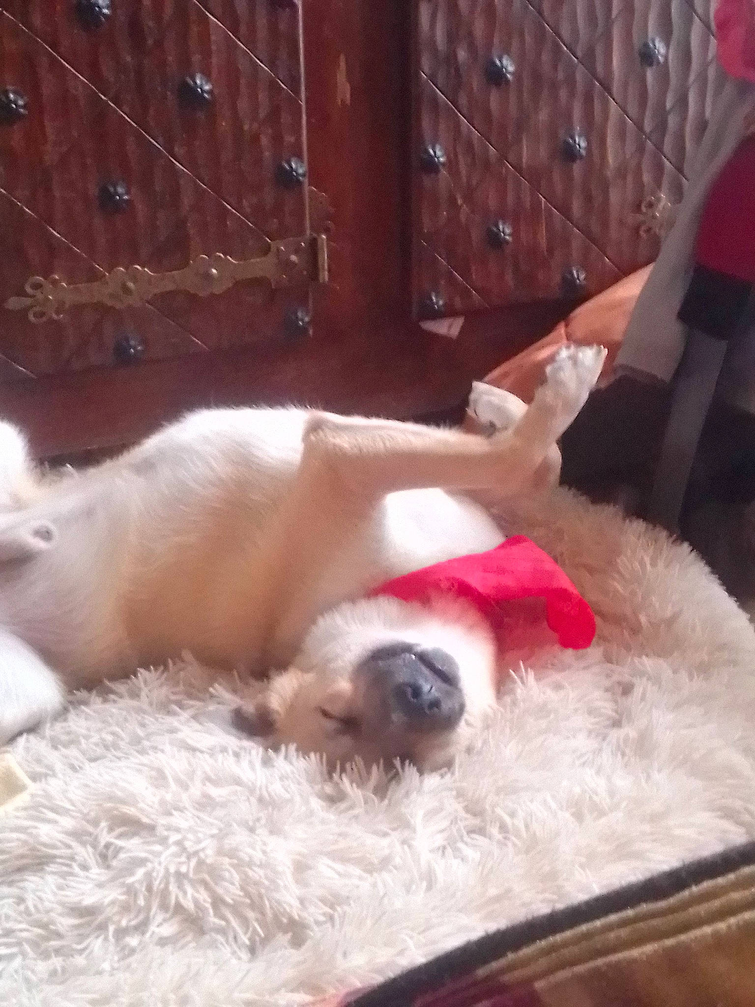 Wolf a rejoint le concours — aidez-le/la à gagner de superbes lots ! canidae, carnivore, comfort, companion_dog, couch, dog, dog_breed, dog_supply, fawn, felidae, fur, nap, paw, pet_supply, snout, sporting_group, tail, whiskers, wood, working_animal