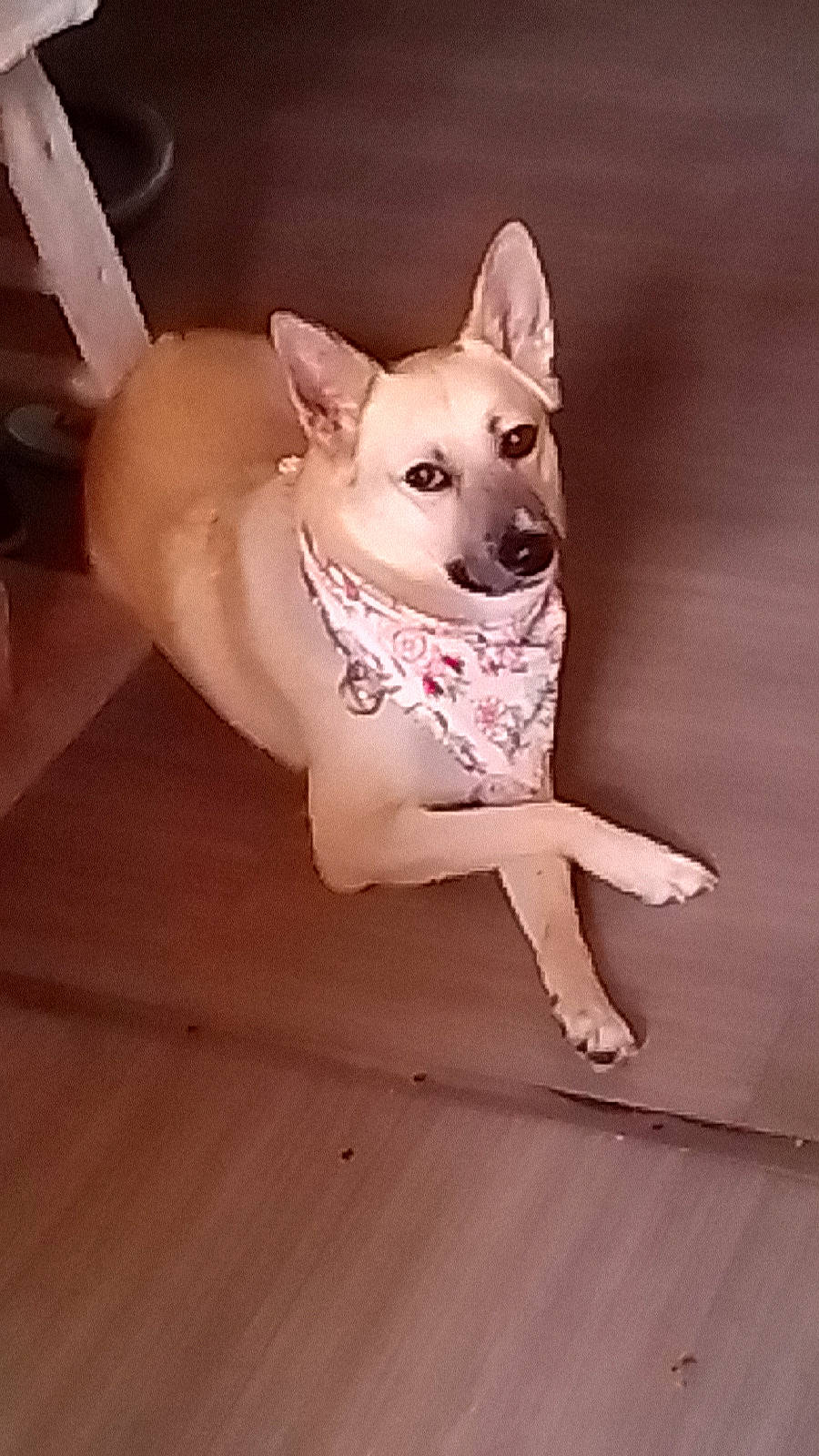 Wolf a rejoint le concours — aidez-le/la à gagner de superbes lots ! canidae, carnivore, comfort, companion_dog, dog, dog_breed, dog_clothes, dog_supply, fawn, floor, flooring, foot, hardwood, snout, sporting_group, tail, toy_dog, whiskers, wood, working_animal