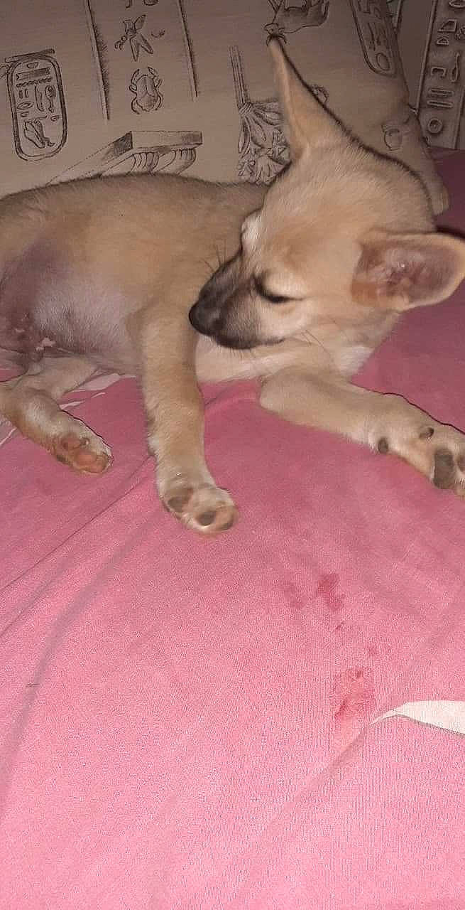 Wolf participe au concours pour gagner de l'argent avec cette photo : american_hairless_terrier, canidae, carnivore, cat, chihuahua, dog, dog_breed, fawn, felidae, mammal, peterbald, puppy, vertebrate