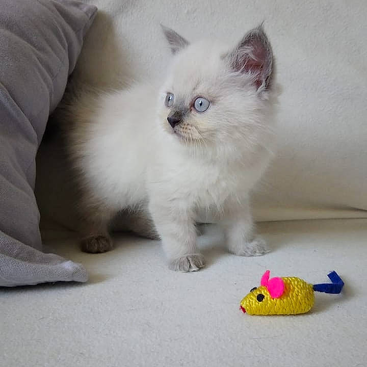 Plume a rejoint le concours — aidez-le/la à gagner de superbes lots ! asian_semi_longhair, birman, british_longhair, british_semi_longhair, carnivore, cat, colorpoint_shorthair, eye, felidae, himalayan, kitten, mammal, munchkin, napoleon_cat, persian, ragamuffin, ragdoll, small_to_medium_sized_cats, vertebrate, whiskers