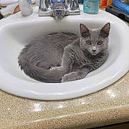 Kaleah joined the competition — help win amazing prizes! animal, bathroom, cat, countertop, curious, domestic_animal, ears, eyes, faucet, fur, gray_cat, indoor, mammal, pet, relaxed, resting, sink, tail, toiletries, whiskers
