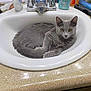 animal, bathroom, cat, countertop, curious, domestic_animal, ears, eyes, faucet, fur, gray_cat, indoor, mammal, pet, relaxed, resting, sink, tail, toiletries, whiskers
