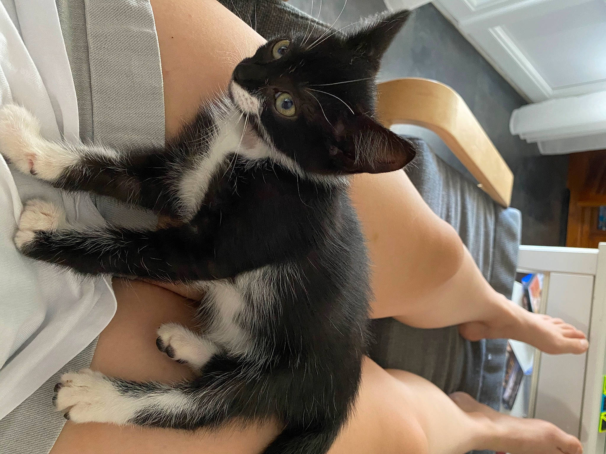 Neytiri participe au concours pour gagner de l'argent avec cette photo : arm, carnivore, cat, ear, felidae, finger, fur, hand, leg, small_to_medium_sized_cats, tail, whiskers