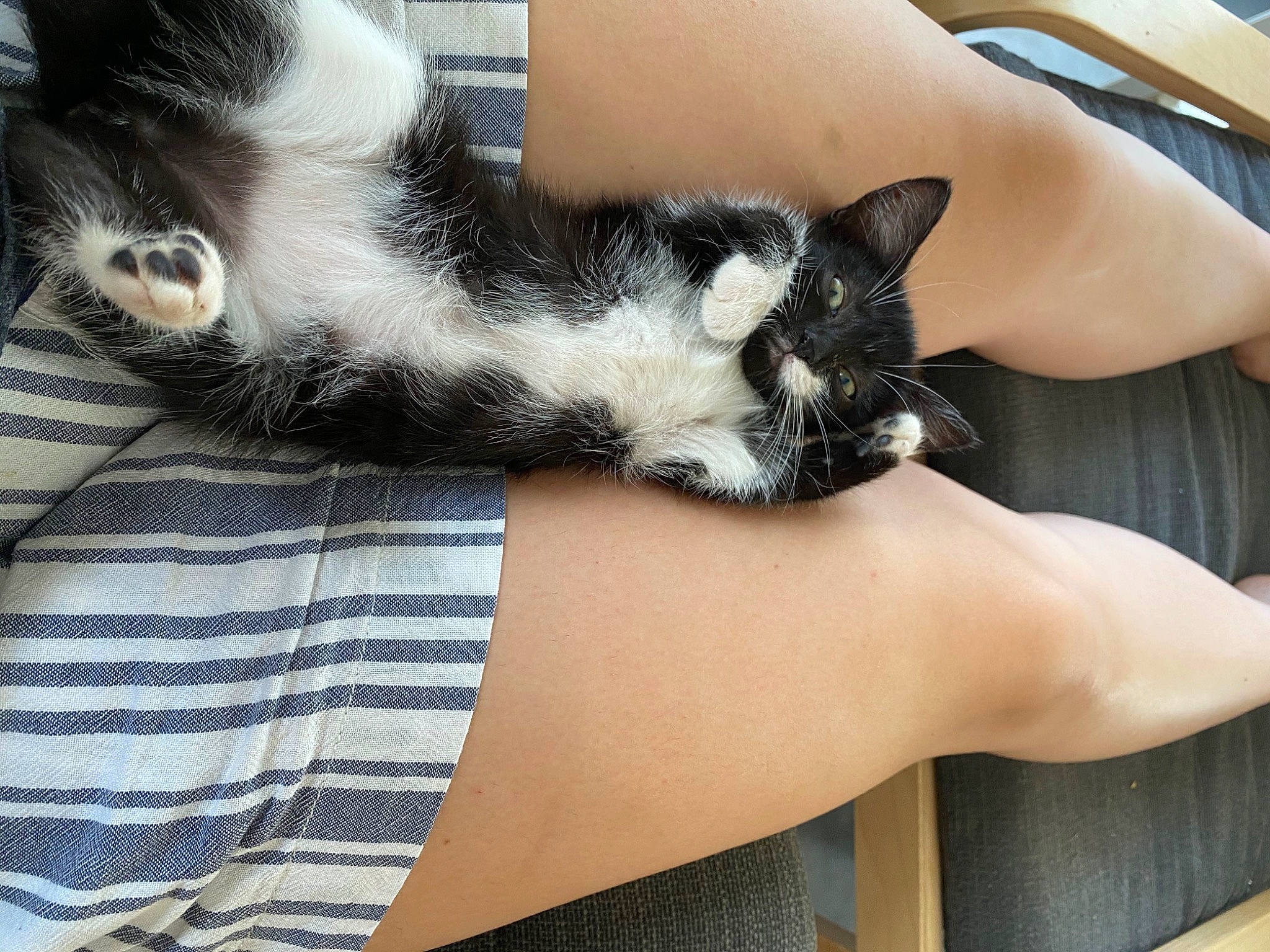 Neytiri participe au concours pour gagner de l'argent avec cette photo : arm, asian, carnivore, cat, domestic_short_haired_cat, ear, european_shorthair, felidae, fur, hand, kitten, leg, polydactyl_cat, skin, small_to_medium_sized_cats, whiskers