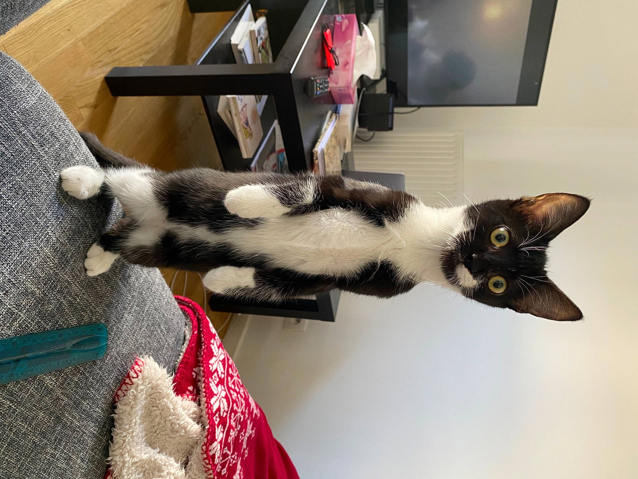 Neytiri a rejoint le concours — aidez-le/la à gagner de superbes lots ! american_shorthair, asian, carnivore, cat, claw, domestic_short_haired_cat, ear, felidae, fur, kitten, paw, small_to_medium_sized_cats, tail, whiskers