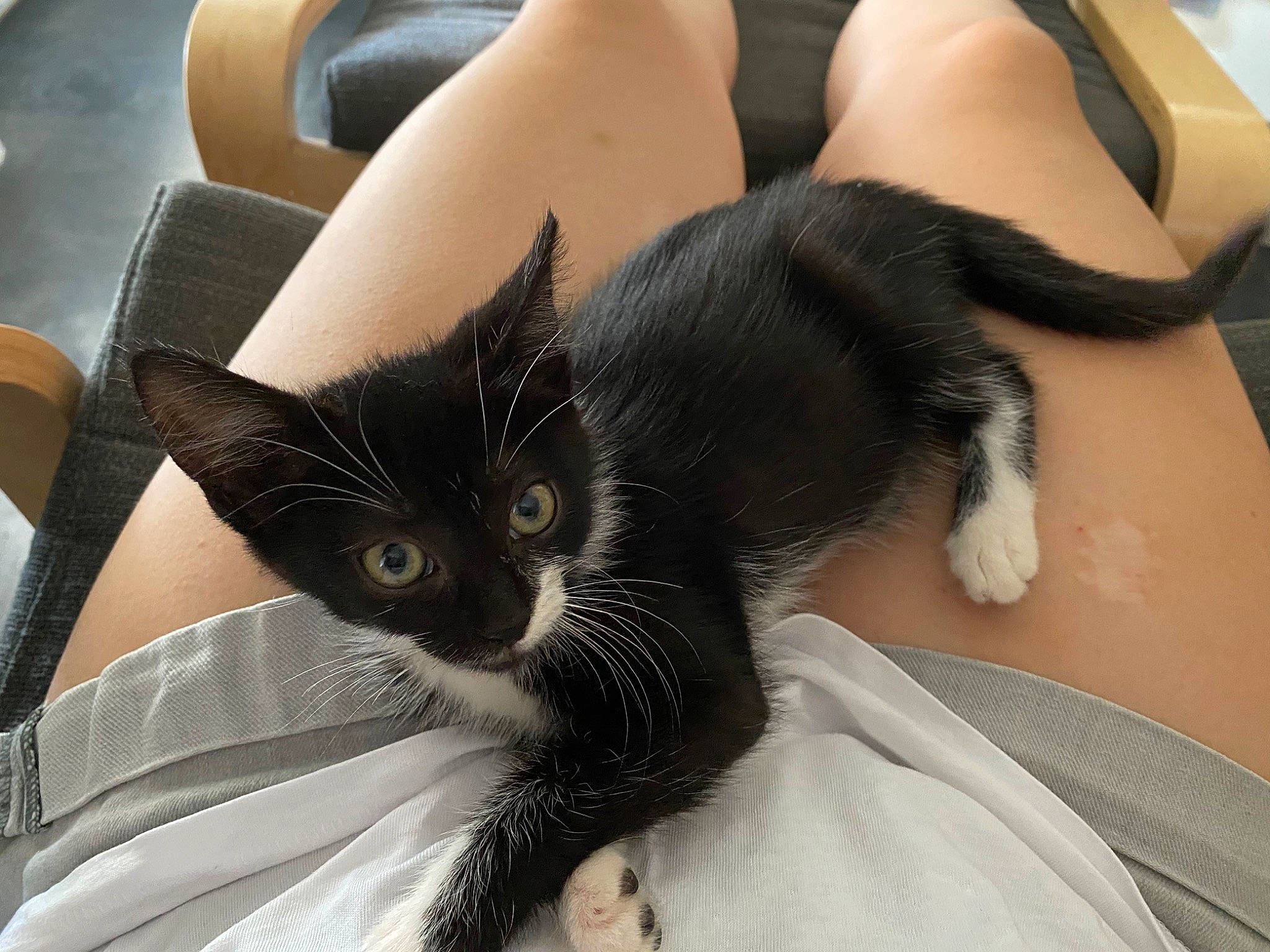 Neytiri participe au concours pour gagner de l'argent avec cette photo : arm, asian, black_cat, black_hair, carnivore, cat, claw, domestic_short_haired_cat, ear, felidae, fur, hand, kitten, leg, nail, small_to_medium_sized_cats, tail, whiskers