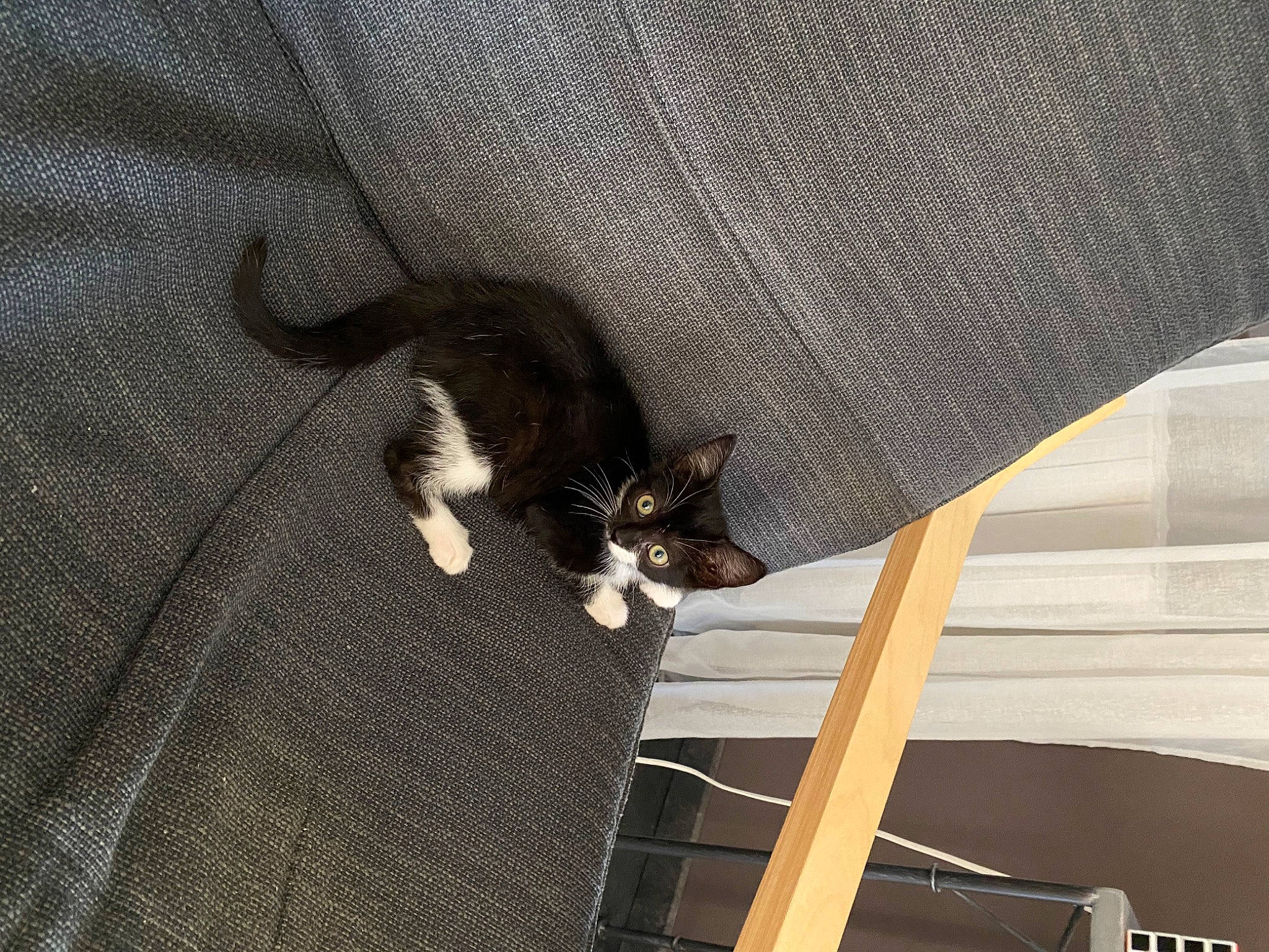 Neytiri participe au concours pour gagner de l'argent avec cette photo : carnivore, cat, domestic_short_haired_cat, european_shorthair, felidae, kitten, paw, polydactyl_cat, small_to_medium_sized_cats, tail, whiskers