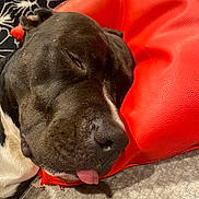Thanos a rejoint le concours — aidez-le/la à gagner de superbes lots ! animal_face, black_and_white, blanket, carpet, close_up, cozy, cushion, cute, dog, domestic_animal, fur, indoor, napping, pet, red, relaxed, resting, sleeping, snout, tongue_out