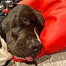 animal_face, black_and_white, blanket, carpet, close_up, cozy, cushion, cute, dog, domestic_animal, fur, indoor, napping, pet, red, relaxed, resting, sleeping, snout, tongue_out