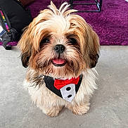 Gaston a rejoint le concours — aidez-le/la à gagner de superbes lots ! animal, black_white, bow_tie, carpet, cute, decor, dog, floor, fluffy, fur, happy, indoor, pet, puppy, purple_rug, red_bow_tie, sitting, small_dog, smiling, tuxedo
