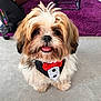 animal, black_white, bow_tie, carpet, cute, decor, dog, floor, fluffy, fur, happy, indoor, pet, puppy, purple_rug, red_bow_tie, sitting, small_dog, smiling, tuxedo