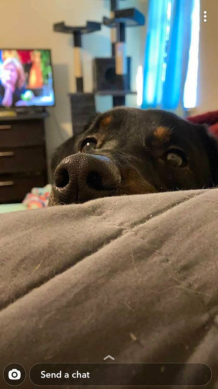 Charlie is registered to the contest to win money with this photo: cable_television, canidae, carnivore, comfort, companion_dog, curtain, display_device, dog, dog_breed, fawn, fur, grey, liver, snout, sporting_group, television, television_set, terrestrial_animal, whiskers, working_animal