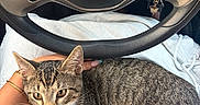 Tito joined the competition — help win amazing prizes! cat, tabby_cat, pet, animal, indoor, car_interior, steering_wheel, dashboard, person, hand, lap, clothing, casual, sitting, relaxing, feline, whiskers, fur, paw, comfort