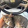 cat, tabby_cat, pet, animal, indoor, car_interior, steering_wheel, dashboard, person, hand, lap, clothing, casual, sitting, relaxing, feline, whiskers, fur, paw, comfort