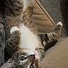 Tito is registered to the contest to win money with this photo: cat, tabby_cat, pet, indoor, couch, upside_down, white_paws, curious_eyes, feline, whiskers, fur, relaxing, cozy, domestic_animal, animal, brown, gray, striped, cute, playful