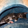 Tito is registered to the contest to win money with this photo: cat, kitten, sleeping, tabby, pet, animal, cozy, plush, cat_cave, blue, soft, indoor, cute, paw, pink_pads, resting, fur, small, domestic_animal, relaxed