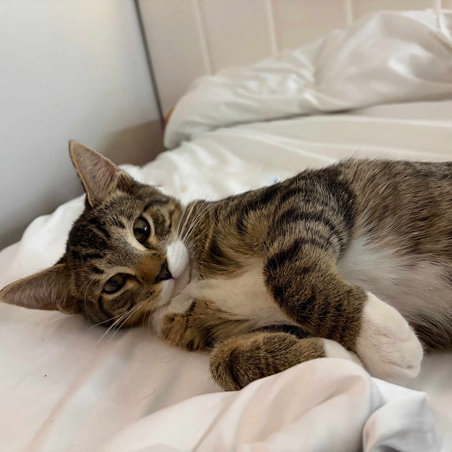 Tito joined the competition — help win amazing prizes! cat, tabby_cat, pet, animal, feline, bed, white_bed, indoor, resting, lying_down, whiskers, fur, ears, curious, close_up, domestic_cat, sleepy, cozy, soft_light, rumpled_bed