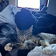 Tito joined the competition — help win amazing prizes! cat, tabby_cat, sleeping, paw, blanket, bed, indoor, cozy, relaxed, fur, whiskers, stretching, soft, comfort, domestic_animal, animal, resting, cute, feline, nap