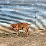 dog, brown_dog, collar, sniffing, corrugated_metal, metal_shed, shed, dirt, dry_grass, outdoor, rural, standing, side_view, tail, ground, texture, rust, wall, curiosity, animal