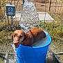 dog, pet, blue_bucket, water, water_splash, fence, outdoor, sunny, grass, ground, playful, wet, canine, cooling_off, tub, smile, joyful, metal_pipe, rural, backyard