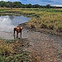 dog, brown_dog, pond, water, grass, mud, wet, tongue_out, outdoors, field, nature, sky, clouds, reflection, happy_dog, standing, rural, puddle, bank, foliage