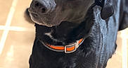 Freya joined the competition — help win amazing prizes! alert, animal, black_dog, canine, collar, companion, curious, dog, domestic_animal, ears, floor, friendly, fur, indoor, looking_up, orange_collar, pet, portrait, snout, tile_floor