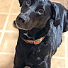 dog, black_dog, pet, animal, collar, orange_collar, floor, tile_floor, indoor, curious, looking_up, canine, companion, fur, ears, snout, portrait, domestic_animal, friendly, alert