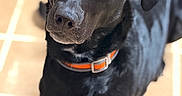 Freya joined the competition — help win amazing prizes! dog, black_labrador, pet, animal, collar, orange_collar, indoor, tile_floor, portrait, looking_up, canine, cute, friendly, fur, muzzle, ears, whiskers, domestic_animal, companion, alert