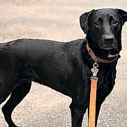 Freya is registered to the contest to win money with this photo: dog, black_dog, leash, collar, pet, animal, outdoor, pavement, standing, alert, canine, fur, mammal, portrait, looking, ears, tail, closeup, walking, companion