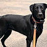 dog, black_dog, leash, collar, pet, animal, outdoor, pavement, standing, alert, canine, fur, mammal, portrait, looking, ears, tail, closeup, walking, companion
