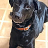 dog, black_dog, pet, collar, animal, canine, indoor, tile_floor, looking_up, cute, domestic_animal, fur, head, ears, eyes, snout, portrait, companion, friendly, pet_collar
