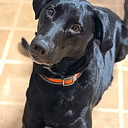 Freya joined the competition — help win amazing prizes! alert, animal, black_dog, canine, close_up, collar, companion, cute, dog, domestic_animal, floor_tiles, friendly, fur, head_tilt, indoor, looking_up, orange_collar, pet, portrait, tilted_head