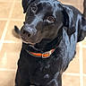 dog, black_dog, pet, collar, orange_collar, tilted_head, curious, indoor, floor, tile_floor, animal, mammal, canine, looking_up, close_up, portrait, fur, ears, nose, eyes