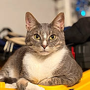 Nugget is registered to the contest to win money with this photo: alert, animal, cat, closeup, cute, domestic_cat, ears, feline, fur, gray_cat, household, indoor, paw, pet, portrait, relaxed, resting, whiskers, white_chest, yellow_surface