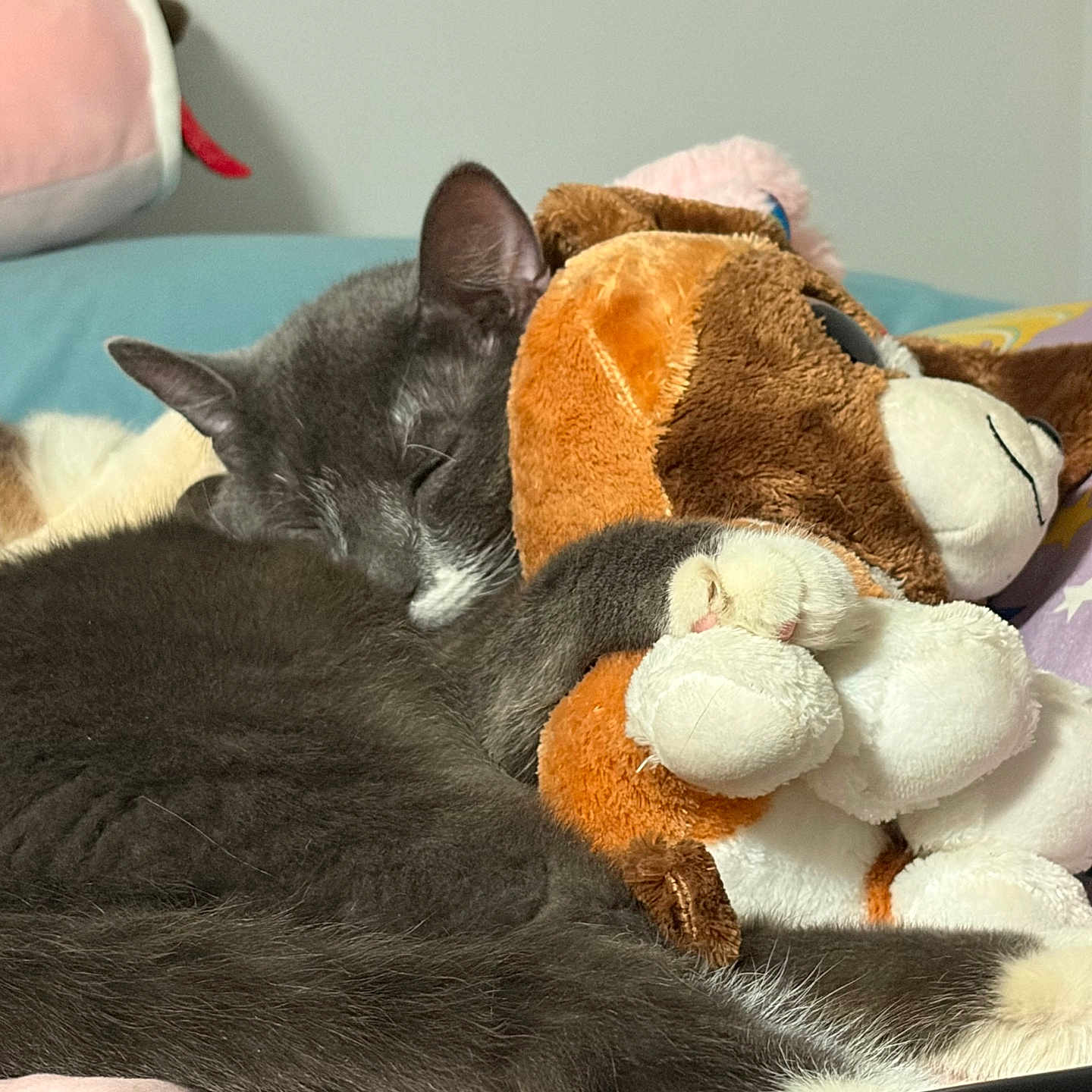 Simba joined the competition — help win amazing prizes! cat, gray_cat, sleeping, stuffed_animal, plush_toy, bed, pillow, cozy, indoor, pet, animal, cute, feline, resting, soft_toys, snuggling, pink_paw, fur, relaxation, nap